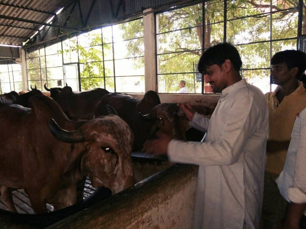 गौ एवं पशु-पक्षी सेवा